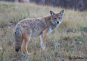 Canis latrans